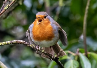 Fototapeta premium Beautiful European robin bird perched on a tree branch