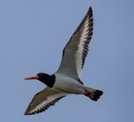 Eurasian oystercatcher bird soaring gracefully in the sky