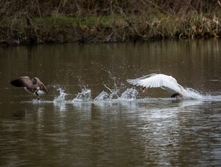 Tranquil scene of a swans swimming in a serene lake, with lush reedy grasses in the background