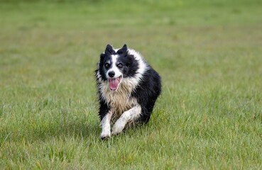 Cheerful Border Collie dog joyfully lying in a meadow, tongue out