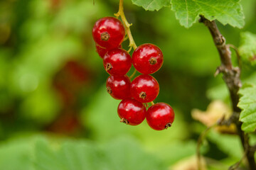Shallow depth of field redcurrant and green leaves. Close up, soft focus of berries. Blurred foreground. copy space for inscription, text