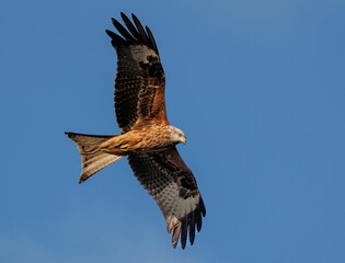 Majestic bird soaring through the sky with its wings spread out wide