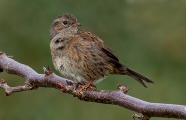 Adorable little bird perched atop a branch of a tree, basking in the sunlight outdoors