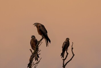 three birds are sitting on top of a tree branch at sunset