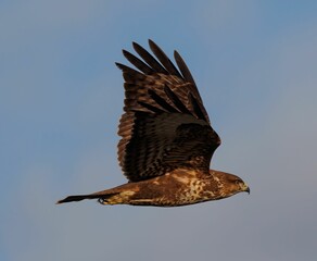 Majestic bird soaring through the sky with its wings spread out wide