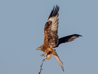 Majestic bird soaring through the sky with its wings spread out wide