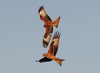 Large brown birds soar gracefully through the sky in close proximity to each other