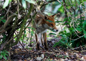 Scenic view of a red fox on a green lawn