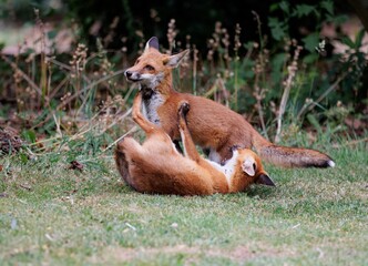 Scenic view of two playful red foxes on a green lawn