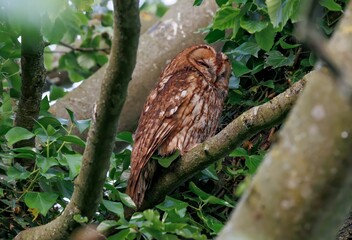 Closeup of an owl perched on a branch of a green tree