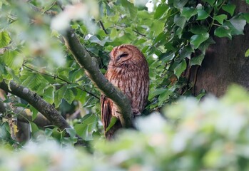 Closeup of an owl perched on a branch of a green tree