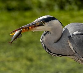 Closeup of a gray heron eating a fish in a pond