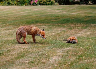 Scenic view of two playful red foxes on a green lawn