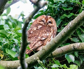 Closeup of an owl perched on a branch of a green tree