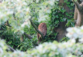 Closeup of an owl perched on a branch of a green tree