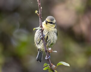 Closeup of a Eurasian blue tit perched on a tree branch