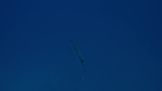 Great Barracud swims in blue depth of sea, back view, slow motion. Great Barracud or Barr (Sphyraen barracuda)