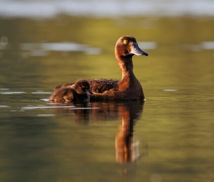 Scenic view of a brown duck swimming with its duckling in a pond