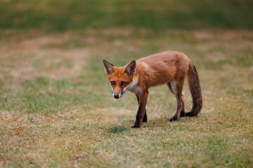 Scenic view of a red fox on a green lawn