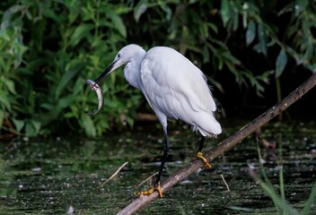 Fototapeta premium Closeup of a white heron eating a fish in a pond