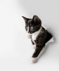 Kitten peers out of a torn hole in a sheet of white paper