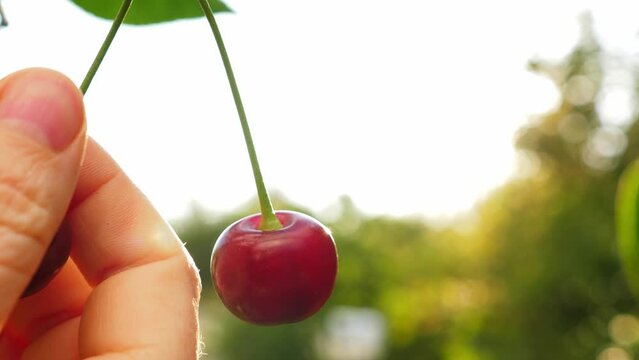 Woman picking red ripe cherry from tree at the garden, closeup. Autumn harvest