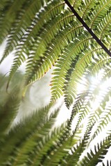 Close-up, vertical shot of lush, green fern leaves