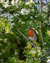 American Robin perched on the branch of a blossom tree