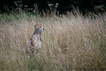 Majestic cheetah stands in tall, golden grass, its gaze cast across the horizon