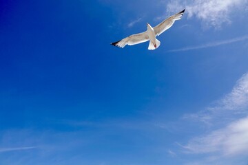 Fototapeta na wymiar Seagull soaring through the sky against a backdrop of fluffy white clouds