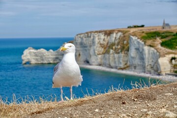 Seagull standing on a dirt field by the ocean and cliffs