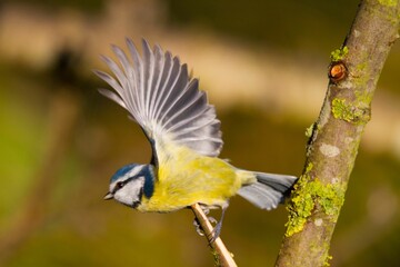 Closeup of a Blue Tit perched on a branch, having recently arrived after a flight