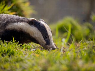 Badger standing in grass in a field, with trees in the background