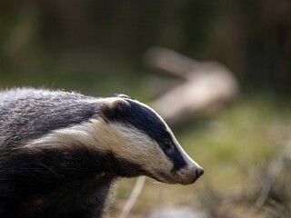 Closeup of a European badger (Meles meles)
