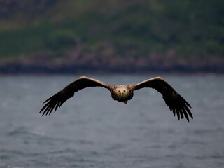 Bald eagle (Haliaeetus leucocephalus) flying over a lake
