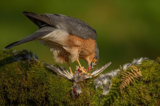 Eurasian sparrowhawk (Accipiter nisus) with its prey