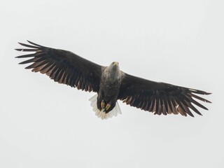 White-tailed eagle (Haliaeetus albicilla) flying in the sky