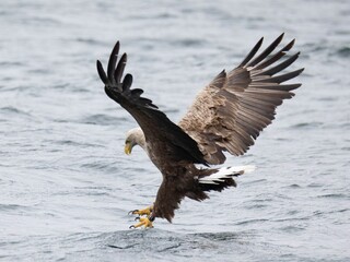 White-tailed eagle (Haliaeetus albicilla) hunting at the Isle of Mull