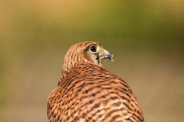 Closeup of a Kestrel (Falco Tinnunculus) on a blurred background