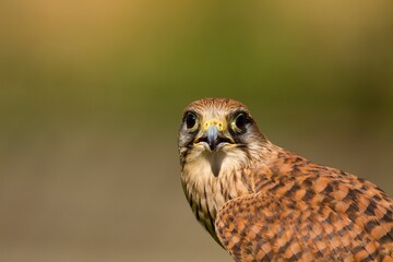 Portrait of a Kestrel (Falco Tinnunculus) on a blurred background