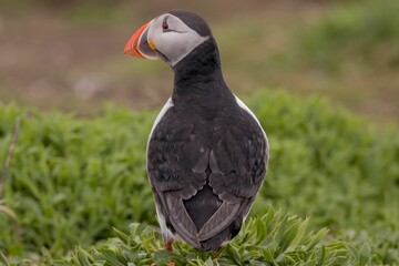 Closeup of Atlantic puffin (Fratercula arctica)