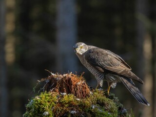 Majestic Northern goshawk perched atop a moss-covered tree stump in a forested landscape