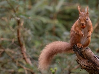 Red-brown squirrel perched atop a tree branch eating a snack, looking out into the landscape