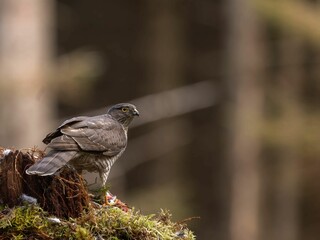 Majestic Northern goshawk perched atop a moss-covered tree stump in a forested landscape