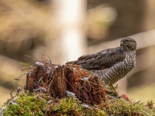 Majestic Northern goshawk perched atop a moss-covered tree stump in a forested landscape