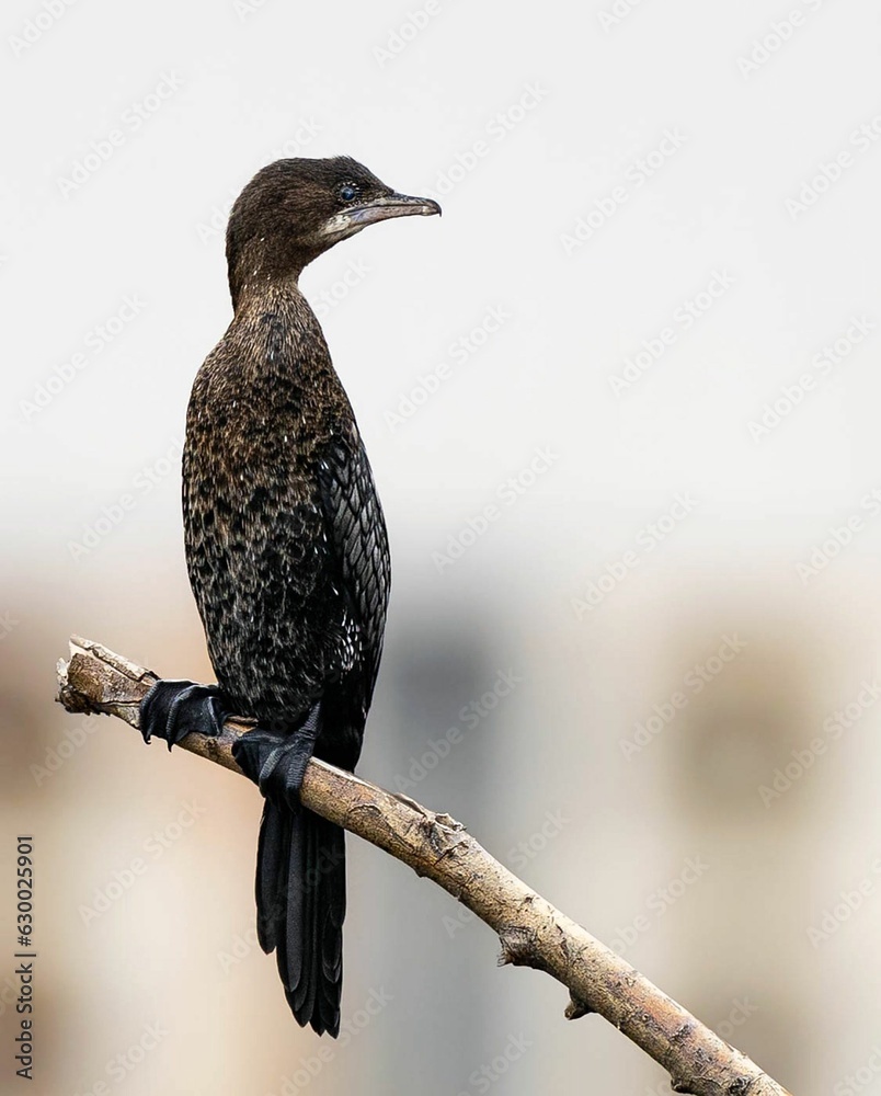 Wall mural A cormorant bird perched atop a branch