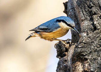 Obraz premium a Great tit perched on a tree trunk