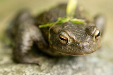American toad perched atop a weathered gray rock, a blade of grass between its lips