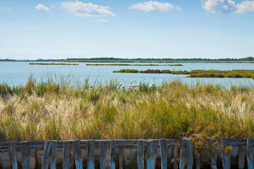 The wildlife Comacchio valleys are known worldwide for eel fishing - It is a UNESCO site and protected area in Ferrara city (Emilia Romagna - Italy)