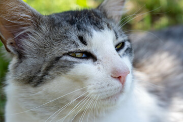 Gray and white cat on the garden grass
